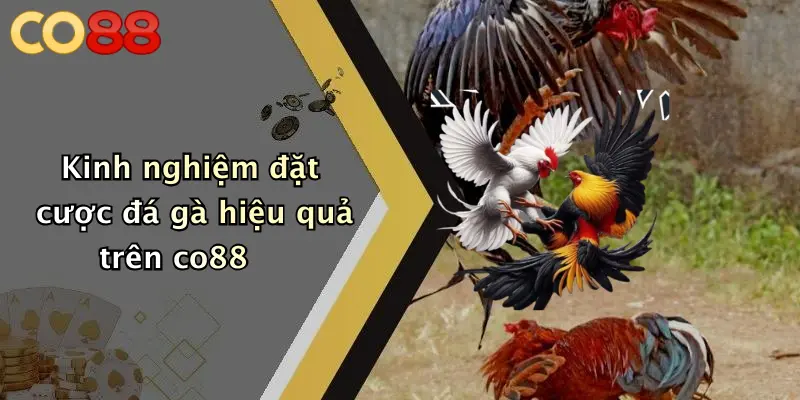 Kinh nghiệm đặt cược đá gà hiệu quả trên co88