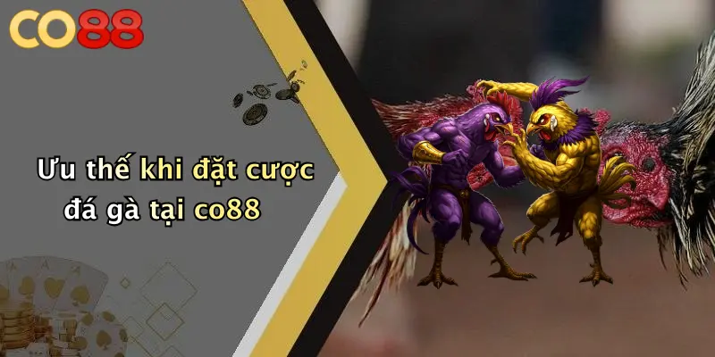 Ưu thế khi đặt cược đá gà tại co88